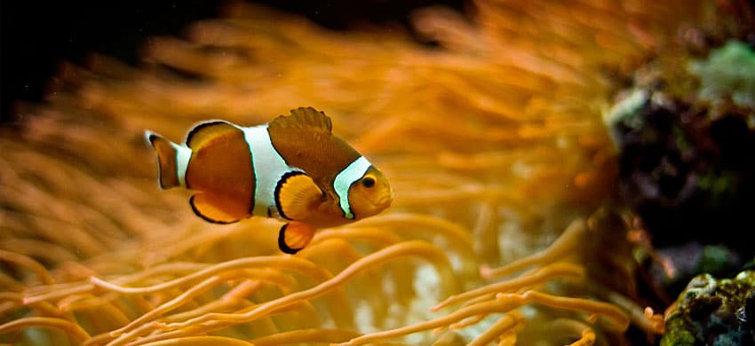 acquario-lisbona